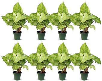 LIVE Combo 3 Inch Pots White Butterfly Syngonium Arrowhead & Green  Philodendron Heartleaf, Housewarming Gift, Sympathy Gift, Bestfriend Gift -  Etsy