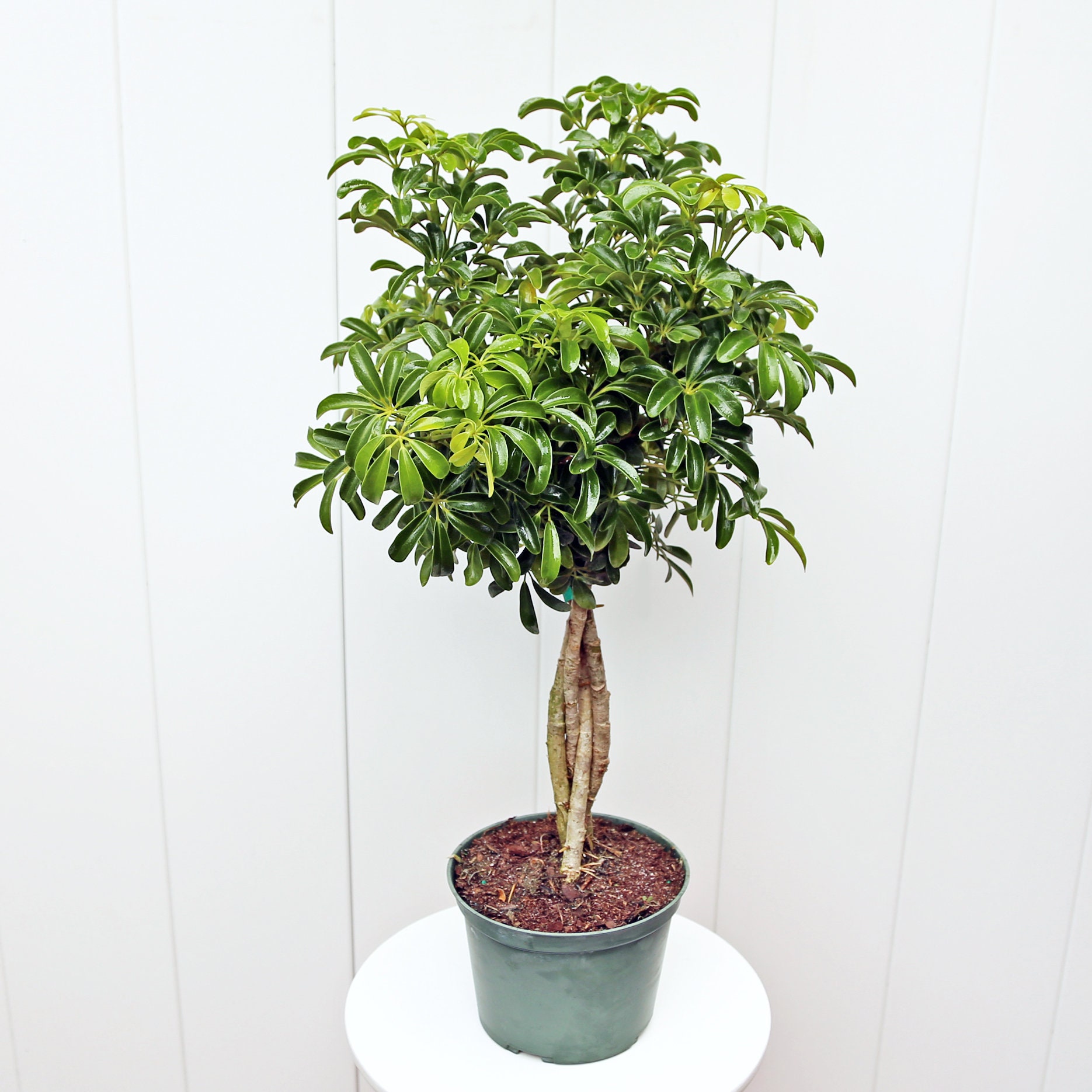 LIVE 6” Pot Arboricola Topiary Hawaiian Plant, Schefflera