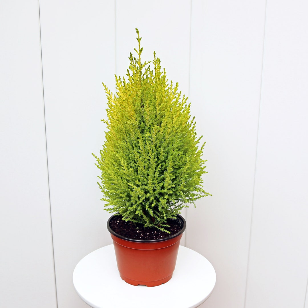 LIVE 6 Pot Goldcrest Lemon Cypress, Christmas Plant, Office Gift