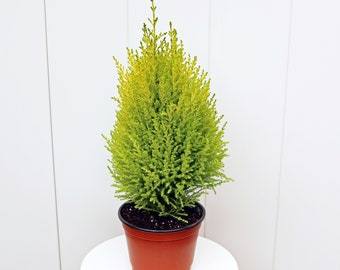 LIVE 6” pot Goldcrest Lemon Cypress, Christmas plant, Office gift, Family gift, Plant lover gift, Indoor potted tree, Christmas gift