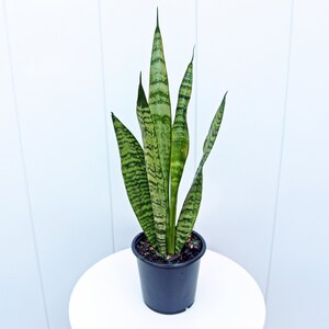 LIVE 4” pot Sansevieria Snake Plant, Birthday gift plant, Indoor evergreen plant, Low light plant, Housewarming gift, Thank you gift image 3