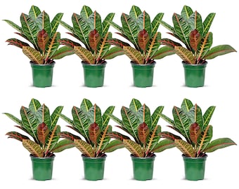 8 PACK LIVE 4” pot Petra Croton, Miracle Bush, Air purifier, Plant mom gift, Indoor rooted plant, Office gift for Christmas, Best seller