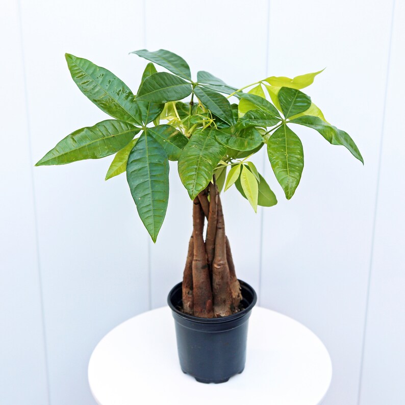 May include: A green money tree plant with a braided trunk in a black plastic pot. The plant is sitting on a white surface.