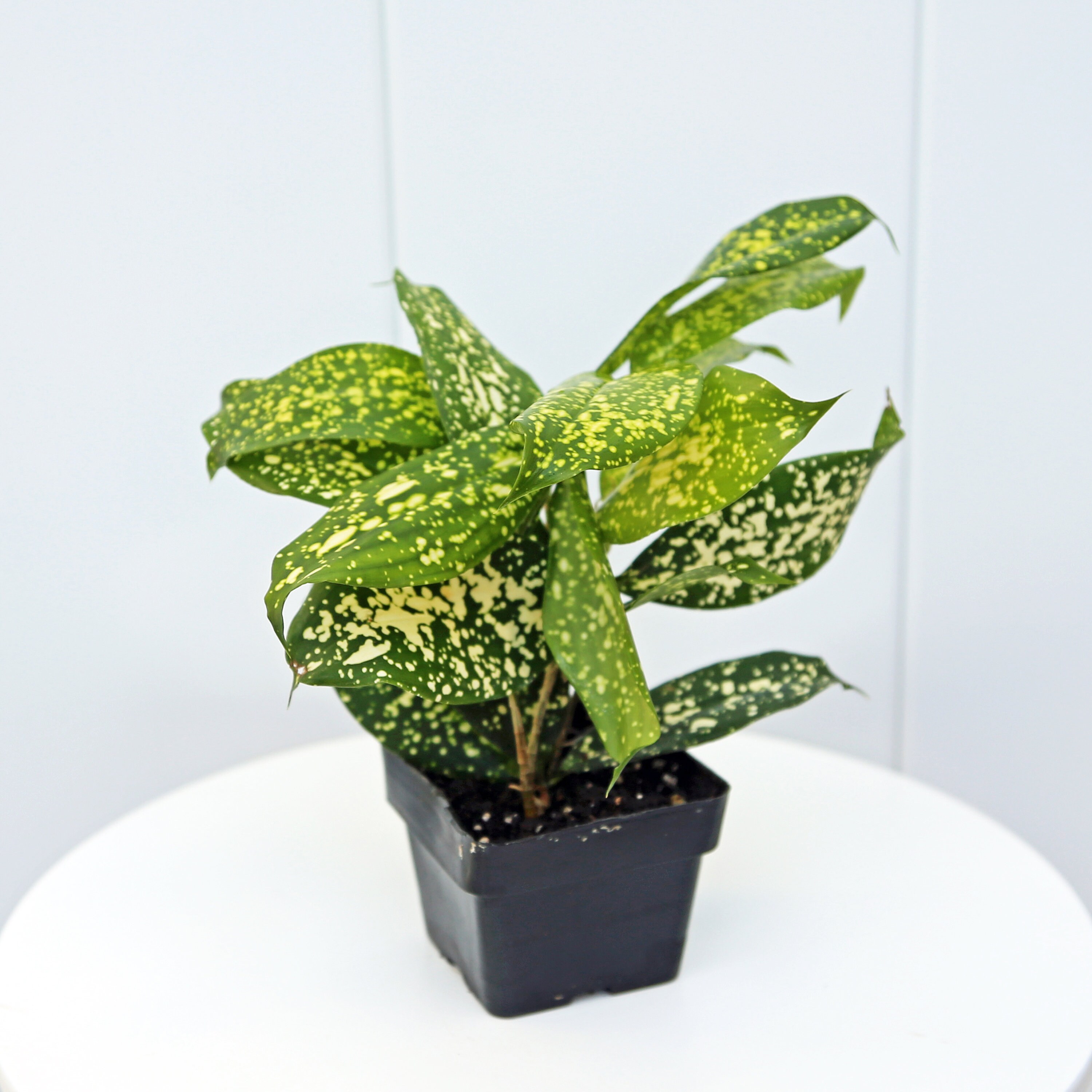 indoor plant lights decorative LetPot 60-watt Smart Full Spectrum Indoor Plant Grow Lights