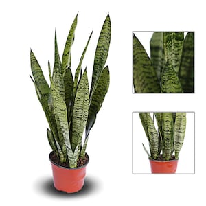 LIVE 6” pot Sansevieria, Snake Plant Robusta, Sympathy gift plant, Memorial gift, Gift for the home, Office plant, Couples gift