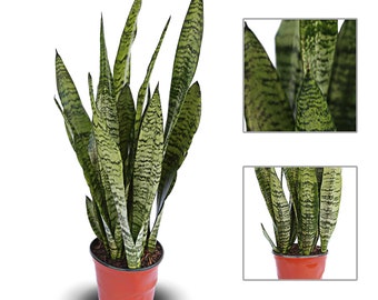 LIVE 6” pot Sansevieria, Snake Plant Robusta, Sympathy gift plant, Memorial gift, Gift for the home, Office plant, Couples gift