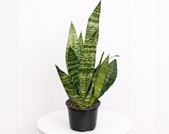 May include: A potted snake plant with tall, green and yellow striped leaves. The plant is in a black plastic pot, sitting on a small, white, round table with wooden legs. The background is a white wall.