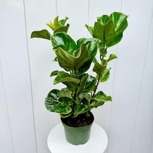 May include: A vibrant green Fiddle Leaf Fig plant in a green pot. The plant has large, glossy leaves and is set against a white background. The plant is a popular houseplant known for its striking appearance.