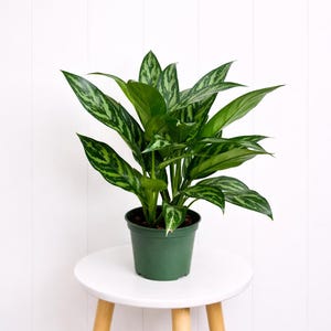 LIVE 6" pot Aglaonema Tigress Live Plant, Striped Chinese Evergreen, Silver Green Foliage Plant, Modern Houseplant Gift