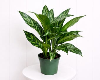 Aglaonema Pictum Tricolor Silver Stripe Rare Aroid Camouflage Plant NOT TC  - Etsy