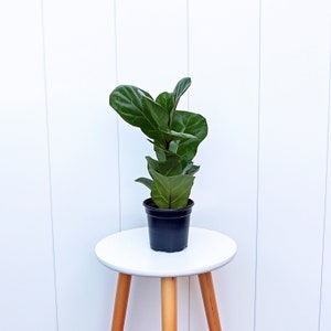LIVE 4” pot Ficus Lyrata, Fiddle-leaf Fig, Plant lover gift, Best friend gift, Mother&#39;s day gift, Pet memorial gift, Valentine&#39;s gift