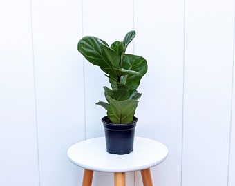 LIVE 4” pot Ficus Lyrata, Fiddle-leaf Fig, Plant lover gift, Best friend gift, Mother's day gift, Pet memorial gift, Valentine's gift