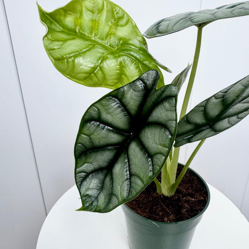 May include: A houseplant with large, silver-green leaves with a textured, veined pattern. The plant is in a green pot with dark brown soil.