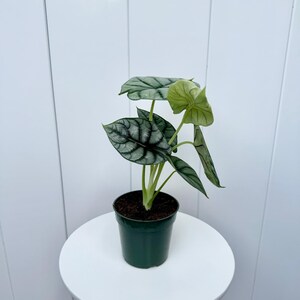 May include: A small potted plant with silver and green leaves in a dark green pot. The plant is on a white table.