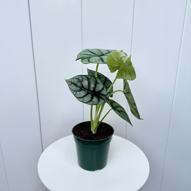 May include: A small potted plant with silver and green leaves in a dark green pot. The plant is on a white table.