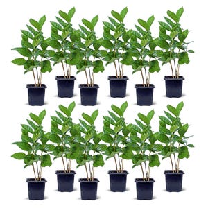 May include: A set of 12 green plants in black pots. The plants are all the same size and have a similar shape. They are arranged in two rows of six.