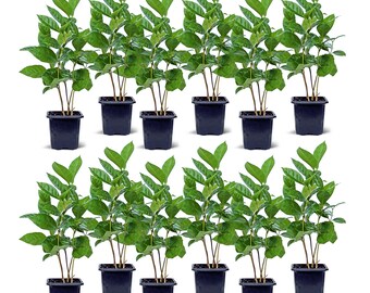12 PACK LIVE 3” pot Coffee Arabica plant, Rooted indoor plant, Housewarming gift, Office Christmas gift, Bundle plants, Birthday gift