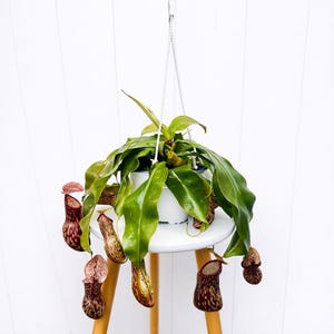 May include: A hanging potted plant with large, green leaves and several pitcher-shaped flowers. The pitchers are a mix of brown and yellow with speckled patterns. The plant is suspended from a white cord, and sits on a small, white stool.