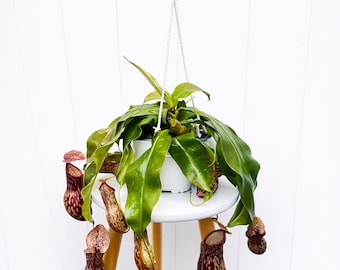LIVE 6" hanging basket Pitcher Plant, Rare house plant, Mom birthday gift, Grandma gift, Father's day gift, Christmas gift for coworker