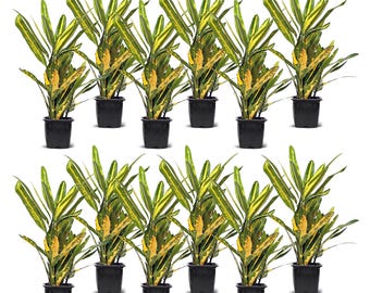 12 PACK LIVE 3” pot Sunny Star Croton, Small tropical plant, Thank you gift, Valentine's gift, Office gift, Business bundles, Father's day