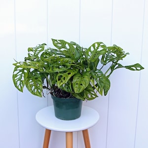 LIVE 6” pot Swiss Cheese, Monstera Adansonii, Father&#39;s day gift, Rare houseplant, Birthday gift for her, Grandma gift, Couples gift
