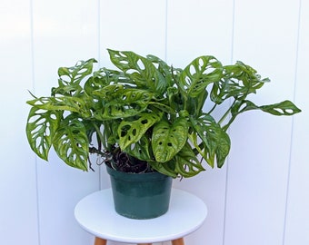 LIVE 6” pot Swiss Cheese, Monstera Adansonii, Father's day gift, Rare houseplant, Birthday gift for her, Grandma gift, Couples gift
