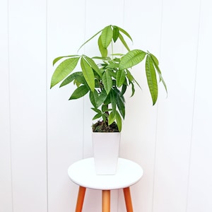 LIVE 4” plastic pot Money Tree, Pachira Aquatica, Good Luck tree, Wedding decor plant, Mom birthday gift, Housewarming couples gift