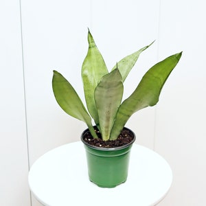 LIVE 4” pot Sansevieria Moonshine, Snake Plant, Birthday gift plant, Plant lover gift, Office co-worker gift, Christmas gift, Couples gift