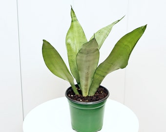 LIVE 4” pot Sansevieria Moonshine, Snake Plant, Birthday gift plant, Plant lover gift, Office co-worker gift, Christmas gift, Couples gift