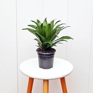 May include: A green houseplant with long, pointed leaves in a black plastic pot. The plant is sitting on a white stool with wooden legs.