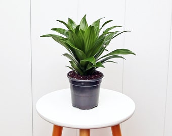 LIVE 4” pot JCC Janet Craig Compacta Dracaena, Indoor potted plant, Housewarming gift, Christmas gift, Mother's day gift, Palm tree plant