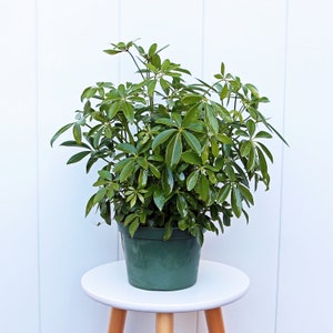 May include: A green potted plant with lush, dark green leaves. The plant is sitting on a white stool with wooden legs.