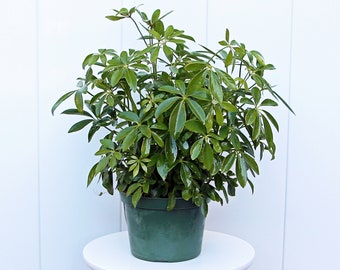 LIVE 6” pot Arboricola Hawaiian, Schefflera arb plant, Large evergreen plant, Live decoration, Valentine's gift for him, Girlfriend gift