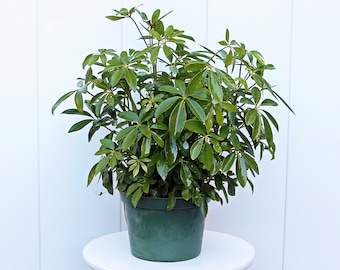 LIVE 6” pot Arboricola Hawaiian, Schefflera arb plant, Large evergreen plant, Live decoration, Valentine's gift for him, Girlfriend gift