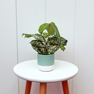 May include: A small potted plant with green and white speckled leaves in a light blue and white planter. The plant is sitting on a white stool with wooden legs.