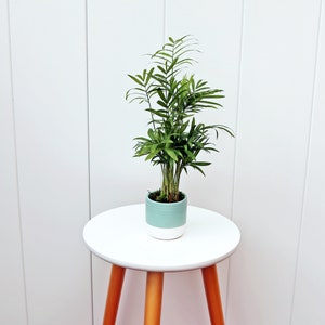 LIVE ceramic pot Parlor Palm, Chamaedorea Elegans, Palm tree plant, Large house plant, Mother&#39;s day gift, Grandma gift, Valentine&#39;s gift