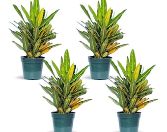 4 PACK LIVE 4” pot Sunny Star Croton, Potted tropical houseplant, Birthday gift, Sympathy gift, Couples gift, Housewarming gift