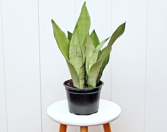 May include: A potted snake plant with long, upright, green leaves. The plant is in a black plastic pot, sitting on a small, white, round stool with wooden legs. The background is a white, vertical-slatted wall.