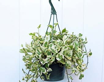 LIVE 8” hanging basket Pearls and Jade Pothos, Pearls 'n Jade, Hanging variegated houseplant, Grandma birthday gift, Housewarming gift