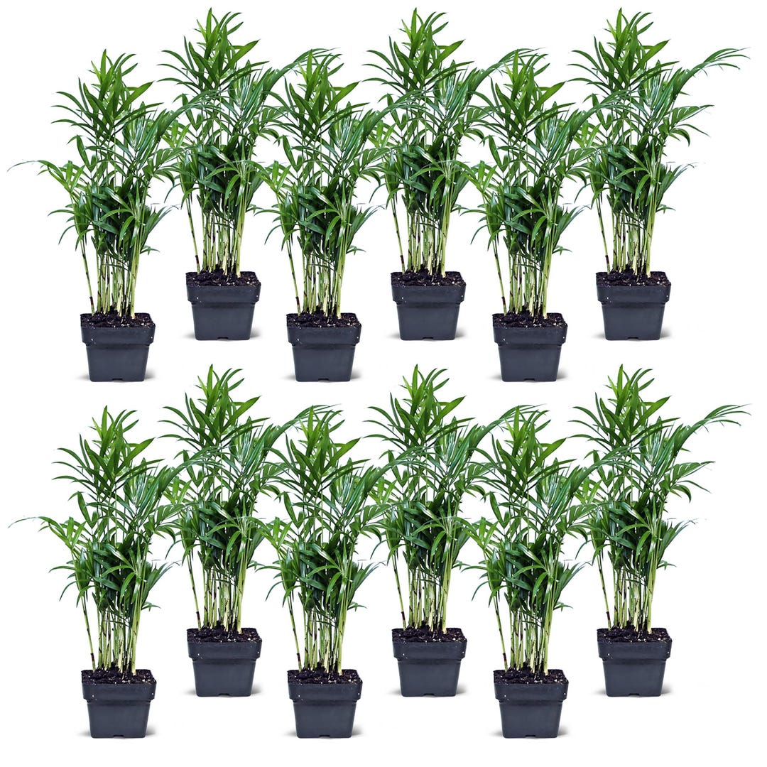 12 PACK LIVE 3” Pot Parlor Palm, Chamaedorea Elegans, Palm Tree Plant ...