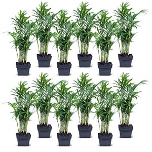 May include: A set of 12 potted green parlor palms, each in a black plastic pot. The plants are arranged in two rows of six, with the plants in the front row slightly taller than the plants in the back row.