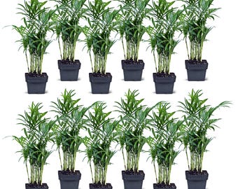 12 PACK LIVE 3” pot Parlor Palm, Chamaedorea Elegans, Palm tree plant, Thank you gift, Birthday gift, Fully rooted plant, Christmas bundles