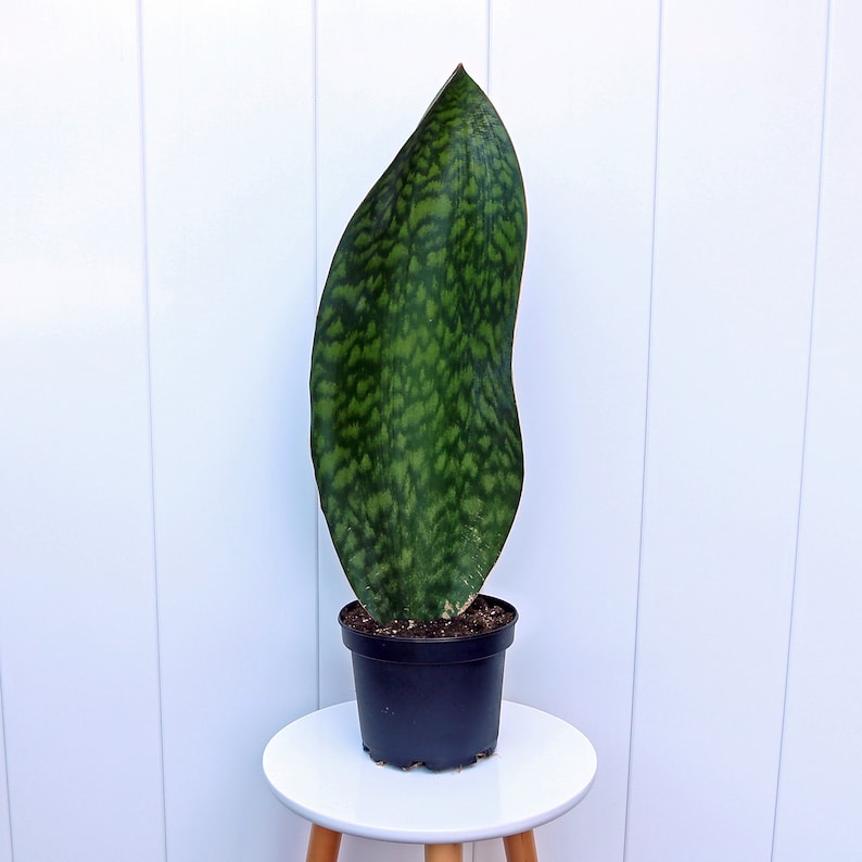 May include: A single, large, green snake plant leaf with dark green variegation in a black plastic pot on a white stool.