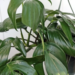 May include: Close-up of a green Monstera plant with large, glossy leaves. The leaves have a distinctive heart shape and are covered in small water droplets.