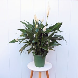 LIVE 6” pot Spathiphyllum, Peace Lily, Blooming evergreen potted plant, Christmas gift, Housewarming gift, Gardening gift, Anniversary gift