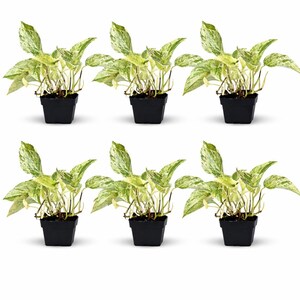 May include: Six small potted plants with variegated green and white leaves. The plants are in square black plastic pots. The leaves have a speckled pattern. The plants are arranged in a grid pattern against a white background.