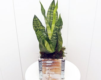 LIVE 4” wooden gift pot Sansevieria, Snake Plant, Plant gift for home, Birthday gift, Indoor plant in pot, Air purifying plant, Office gift