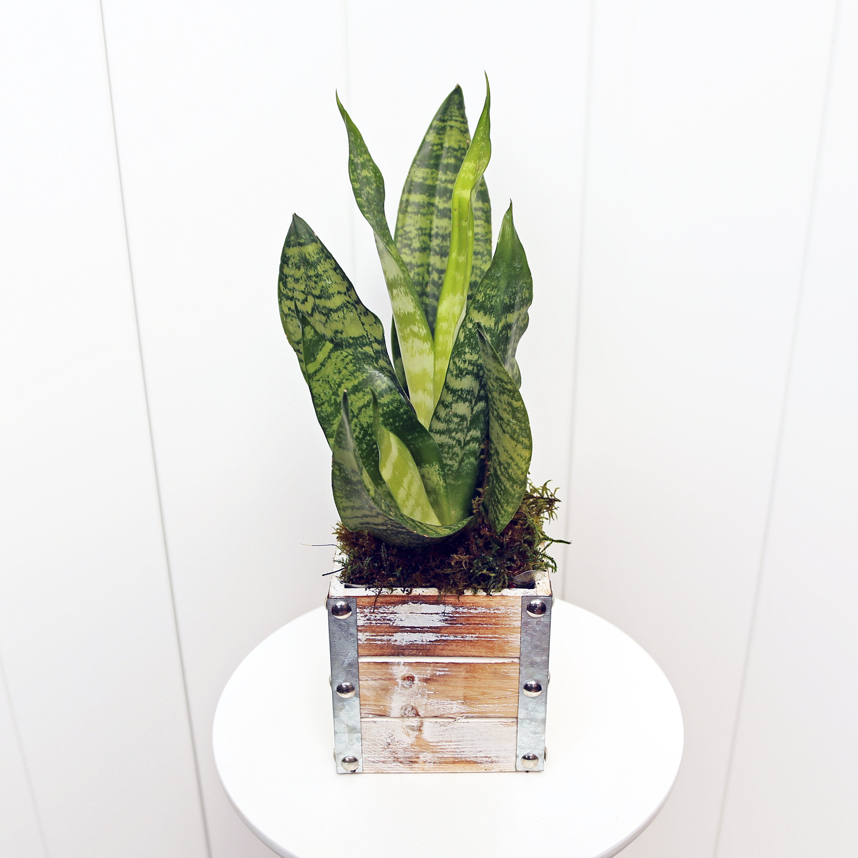 scientific name for pothos Golden Pothos Plant (Epipremnum aureum) main image 0