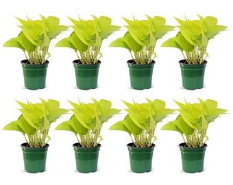 8 PACK LIVE 4” pot Neon Pothos, Epipremnum Aurem Neon, Trailing indoor plant, Housewarming gift, Birthday gift for mom, Plant mom gift