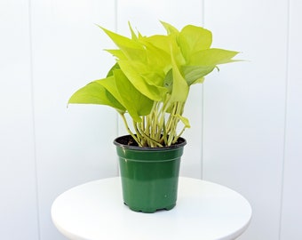 LIVE 4” pot Neon Pothos, Epipremnum Aurem Neon, Mom birthday gift plant, Trailing indoor plant, Plant wall decor, Bestfriend Christmas gift